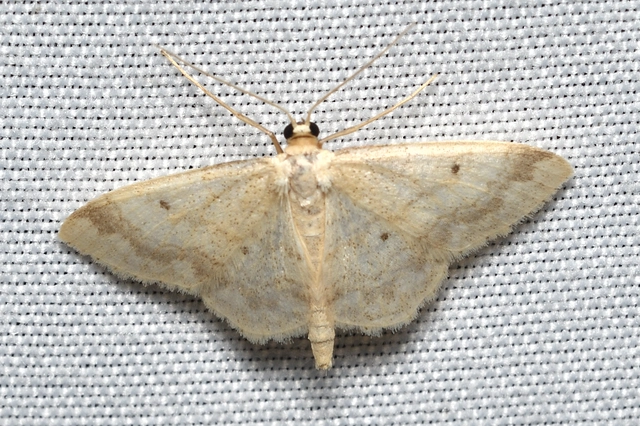 mocsári sávosaraszoló - Idaea biselata