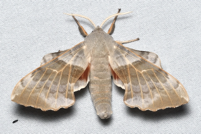 nyárfaszender - Laothoe populi