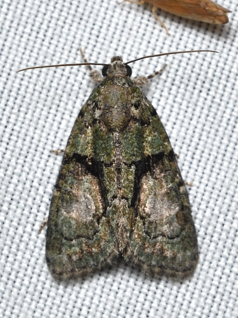 sárgászöld zuzmóbagoly - Cryphia algae