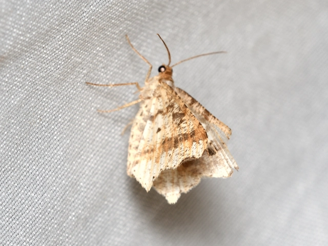 közönséges szürkearaszoló - Macaria alternata