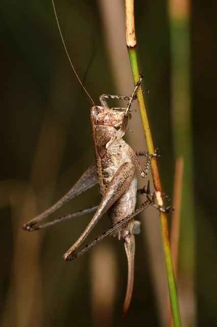 Rhacocleis germanica - német szöcske