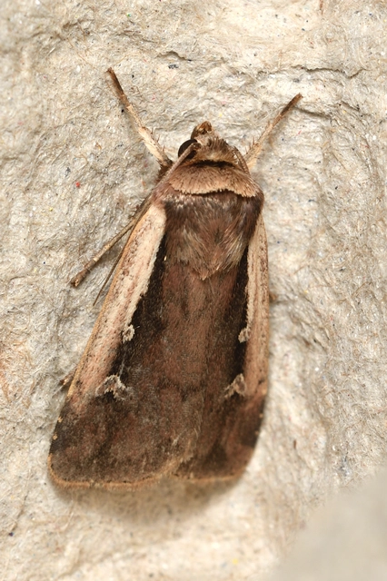 fehérszegélyű fűbagoly - Ochropleura plecta