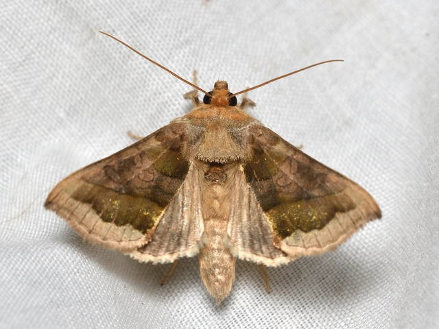 aranybagoly - Diachrysia chrysitis