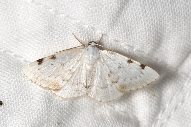 kétpontos fehéraraszoló - Lomographa bimaculata