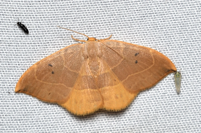 tölgyfa-sarlósszövő - Watsonalla binaria