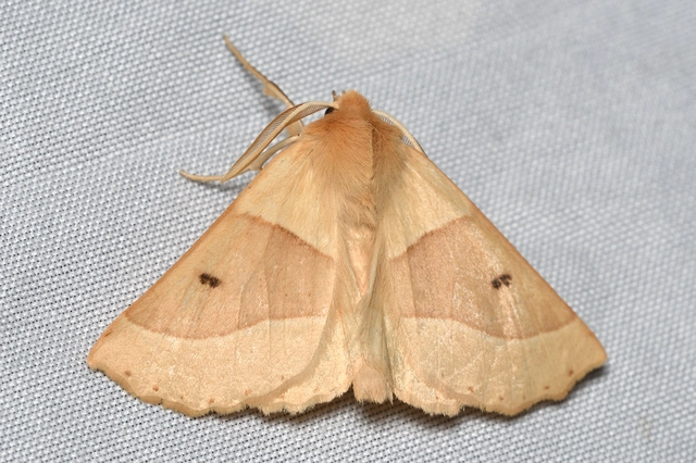 sárga sávosaraszoló - Crocallis elinguaria