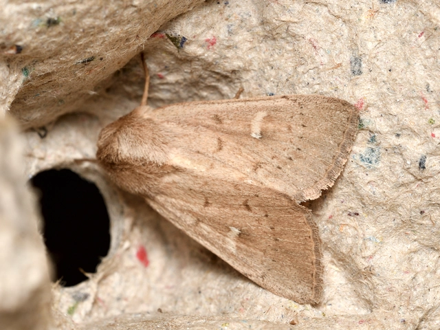 rozsdaszínű rétibagoly - Mythimna ferrago