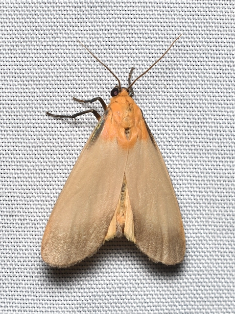 négypettyes zuzmószövő - Lithosia quadra