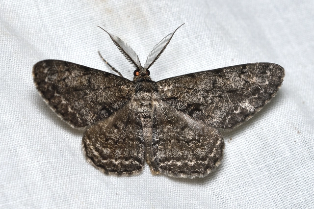 nagy tölgyfaaraszoló - Hypomecis roboraria