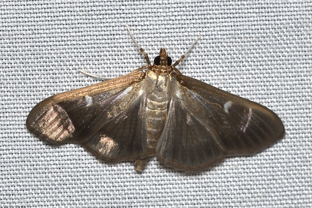 Cydalima perspectalis - puszpáng-tűzmoly