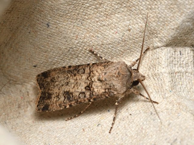 vetési földibagoly - Agrotis segetum