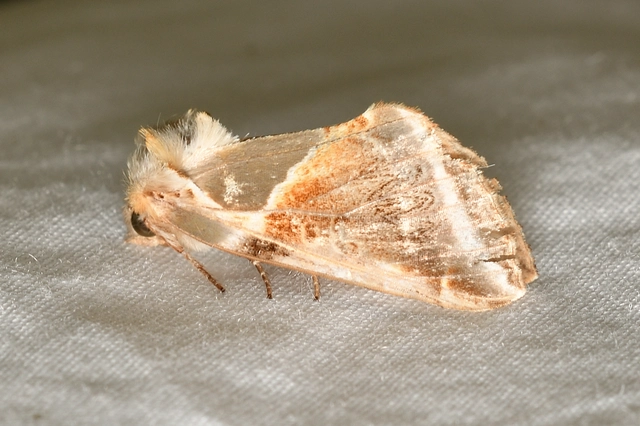 fehérsávos pihésszövő - Habrosyne pyritoides