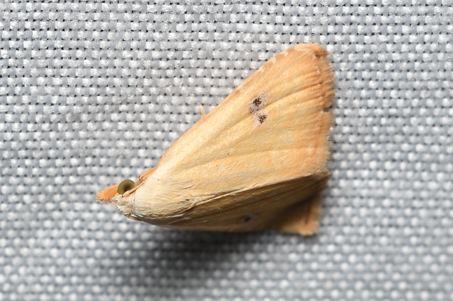 selymes lórombagoly - Rivula sericealis