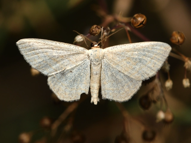 vesszős sávosaraszoló - Scopula virgulata