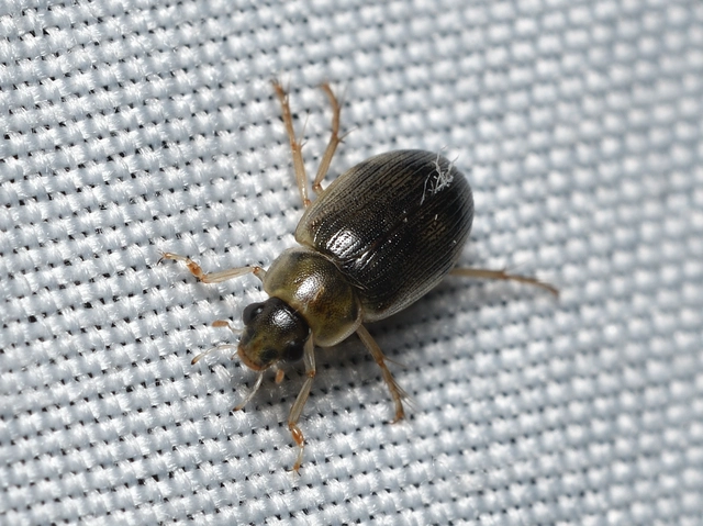 Berosus frontifoveatus - tüskés szemescsibor Berosus frontifoveatus - tüskés szemescsibor