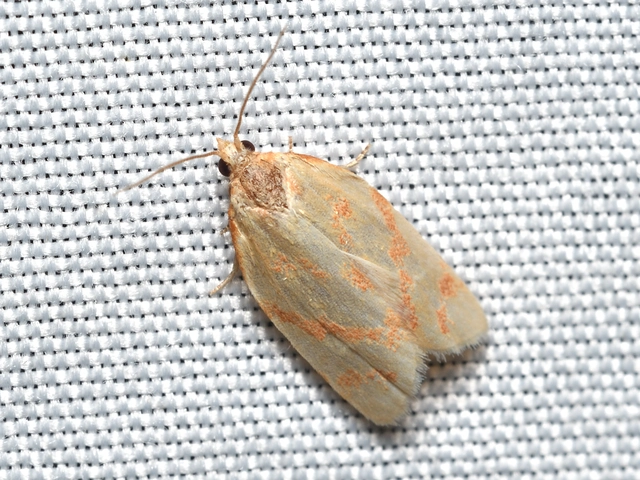 aranysárga sodrómoly - Clepsis pallidana