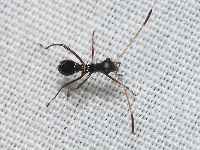 Camptopus lateralis - görbelábú karimáspoloska