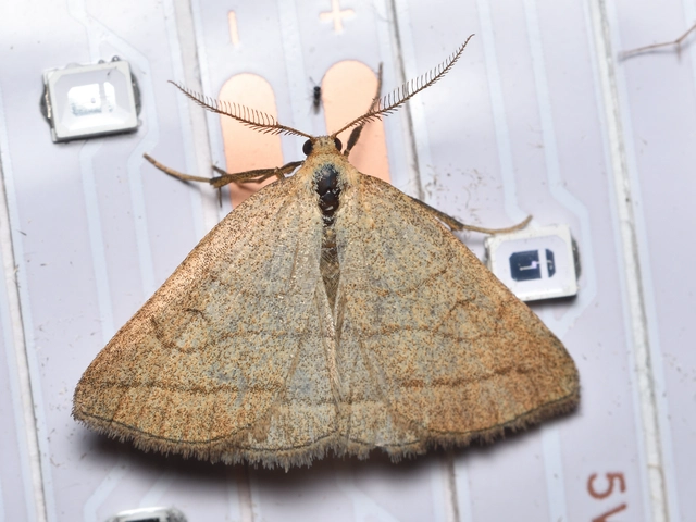 sötétaljú karcsúbagoly - Polypogon tentacularia