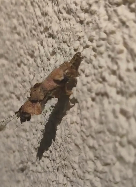 Coleophoridae - zsákhordómolyfélék