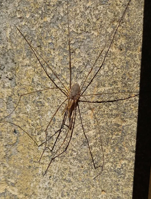 Opiliones - Kaszáspókok
