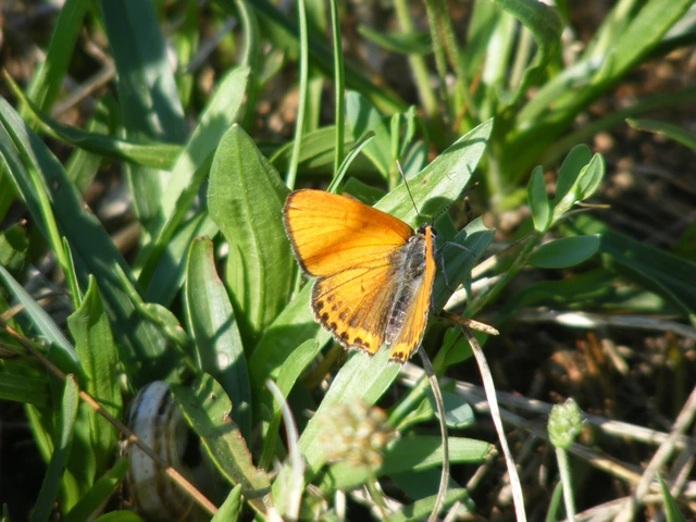 Lycaena thersamon - kis tűzlepke