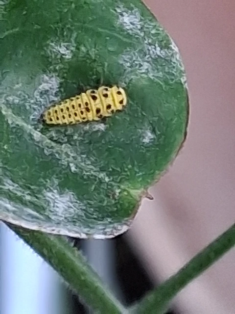 Psyllobora vigintiduopunctata - huszonkétpettyes katica