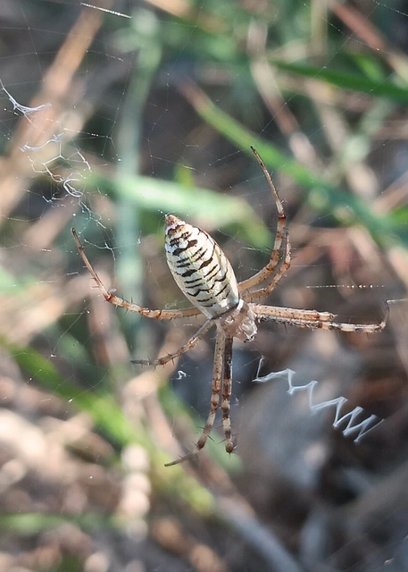 Argiope bruennichi - darázspók