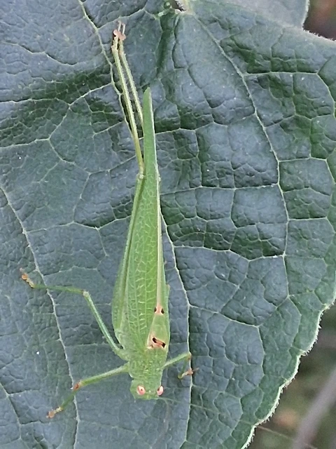 Phaneroptera