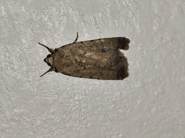 Paradrina clavipalpis - közönséges selymesbagoly