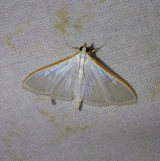 Palpita vitrealis - hófehér tűzmoly