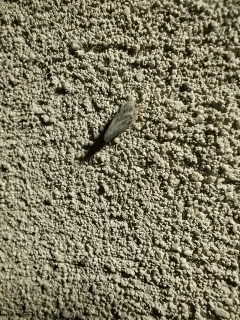 Metcalfa pruinosa - amerikai lepkekabóca