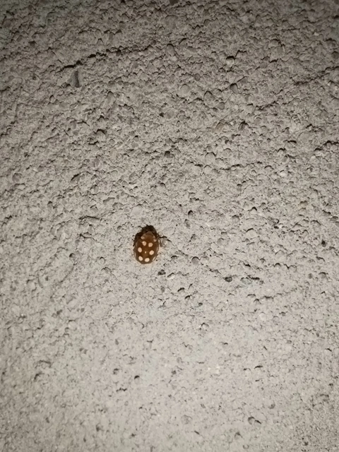 Vibidia duodecimguttata - tizenkétcseppes füsskata