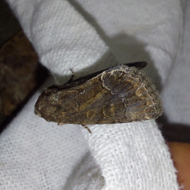 Thalpophila matura - fakó erdeibagoly