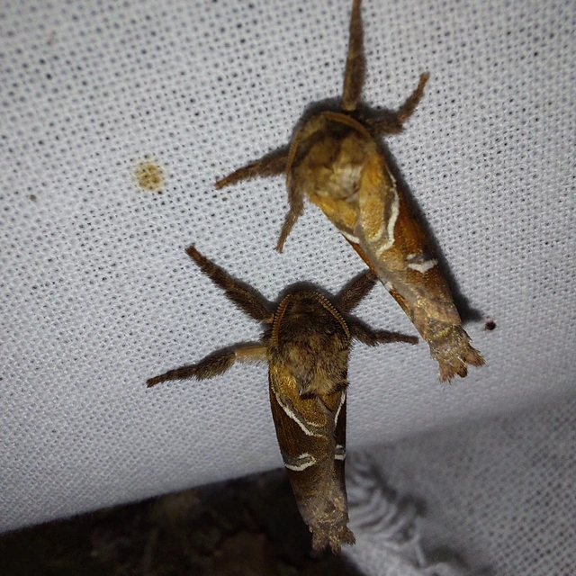 Triodia sylvina - kis gyökérrágólepke