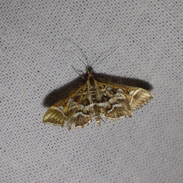 Diasemia reticularis - betűmintás tűzmoly
