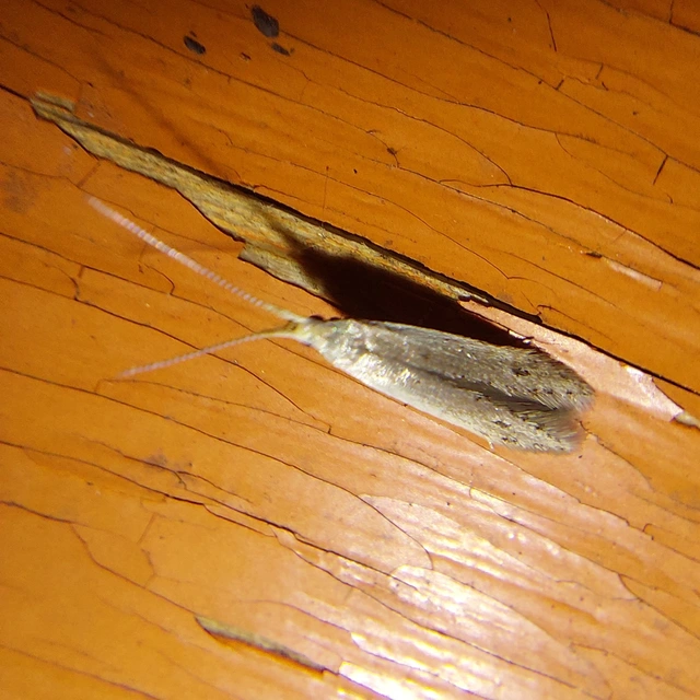 Coleophora