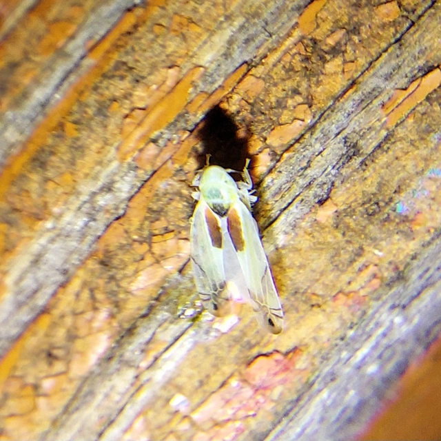 Zyginella pulchra