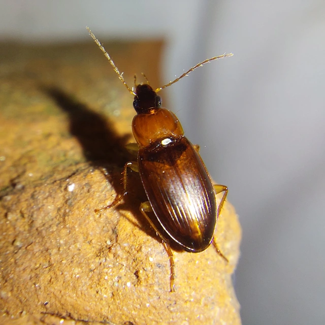 Calathus cinctus - parlagi tarfutó
