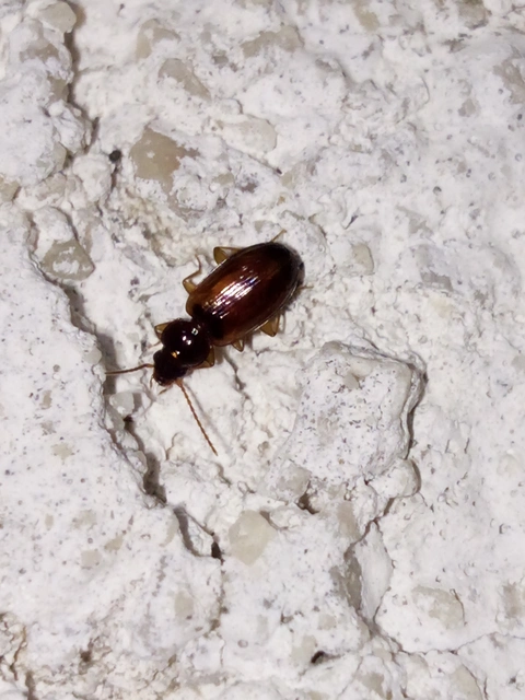 Trechus quadristriatus - közönséges fürgefutonc