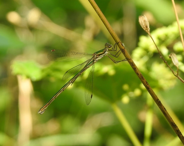 Lestes virens vestalis - kis rablószitakötő