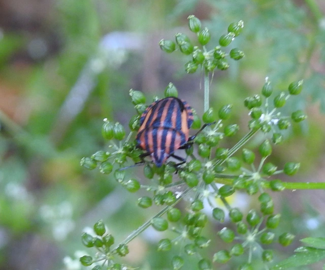 Graphosoma italicum - csíkos pajzsospoloska