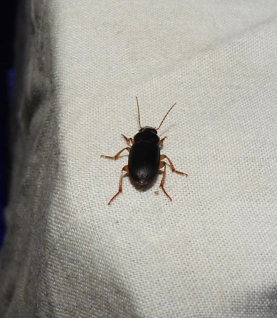 Harpalus rufipes - nagy selymesfutó