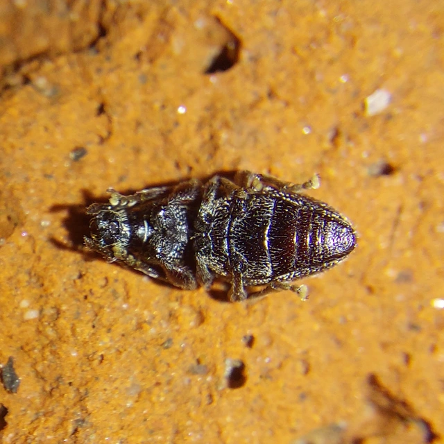 Otiorhynchus fullo - aranypikkelyes gyalogormányos