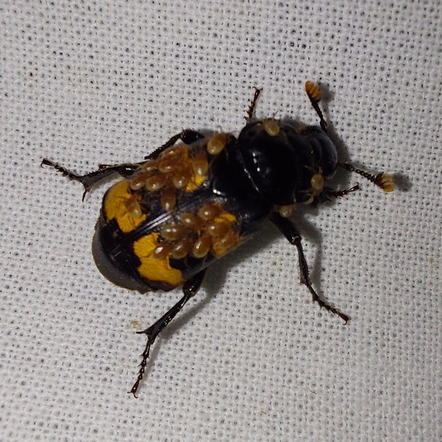 Nicrophorus interruptus - sárgaszőrű temetőbogár