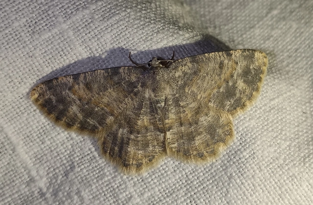 Charissa variegata - tarka sziklaaraszoló