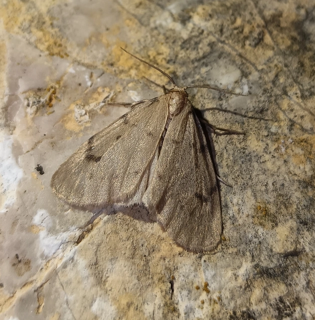 Paidia rica - májmoha-medvelepke