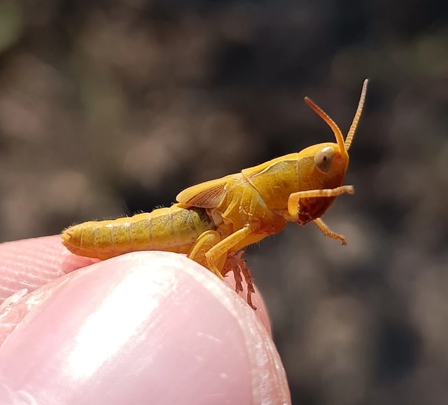 Chorthippus (Glyptobothrus) (subgenus)
