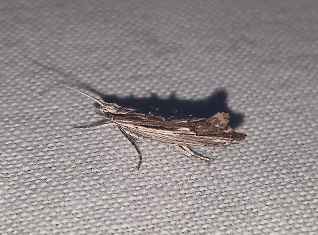 Ypsolopha scabrella - körtelevél-tarkamoly