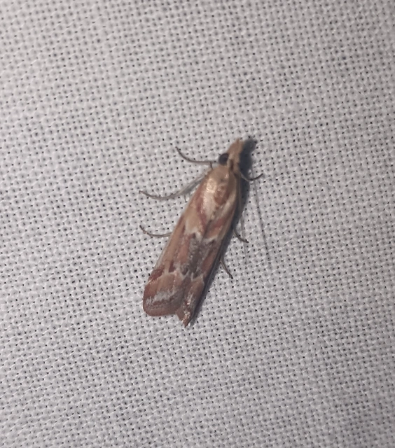 Ancylosis cinnamomella - fahéjszínű karcsúmoly