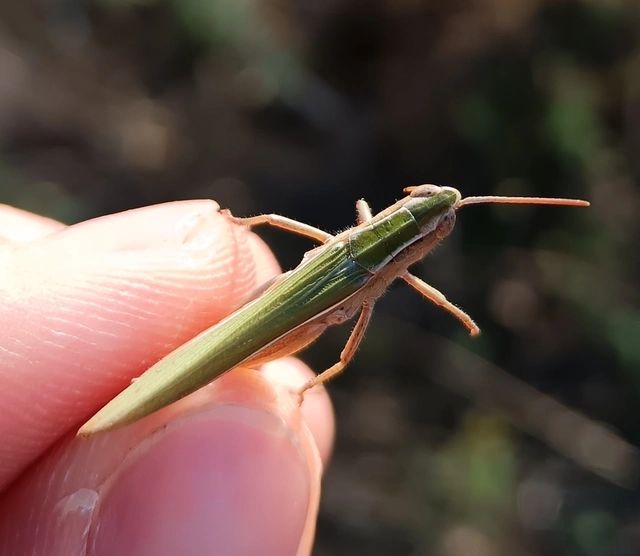 Chorthippus
